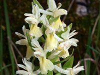 Dactylorhiza markusii 5, Saxifraga-Hans Dekker