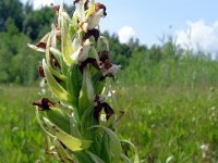 Dactylorhiza ochroleuca 11, Saxifraga-Hans Grotenhuis