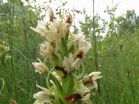 Dactylorhiza ochroleuca 12, Saxifraga-Hans Grotenhuis
