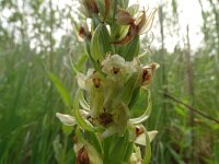 Dactylorhiza ochroleuca 14, Saxifraga-Hans Grotenhuis