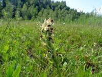 Dactylorhiza ochroleuca 15, Saxifraga-Hans Grotenhuis