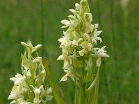 Dactylorhiza ochroleuca 2, Saxifraga-Hans Dekker