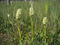 Dactylorhiza ochroleuca 4, Saxifraga-Hans Dekker