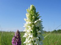 Dactylorhiza ochroleuca 5, Saxifraga-Hans Dekker