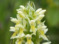 Dactylorhiza ochroleuca 6, Saxifraga-Hans Dekker