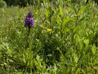 Dactylorhiza praetermissa 115, Rietorchis, Saxifraga-Jan van der Straaten