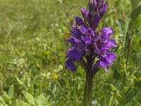 Dactylorhiza praetermissa 119, Rietorchis, Saxifraga-Jan van der Straaten