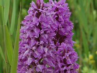 Dactylorhiza praetermissa 12, Gevlekte rietorchis, Saxifraga-Willem van Kruijsbergen