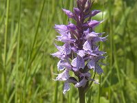 Dactylorhiza praetermissa 120, Rietorchis, Saxifraga-Jan van der Straaten