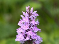 Dactylorhiza praetermissa 124, Rietorchis, Saxifraga-Bart Vastenhouw