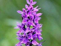 Dactylorhiza praetermissa 125, Rietorchis, Saxifraga-Bart Vastenhouw