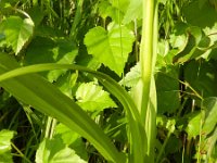 Dactylorhiza praetermissa 127, Rietorchis-Saxifraga-Rutger Barendse