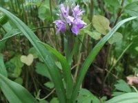 Dactylorhiza praetermissa 129, Rietorchis-Saxifraga-Rutger Barendse