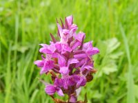 Dactylorhiza praetermissa 130, Rietorchis-Saxifraga-Rutger Barendse