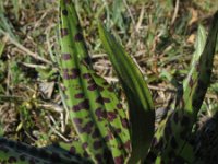 Dactylorhiza praetermissa 131, Rietorchis-Saxifraga-Rutger Barendse