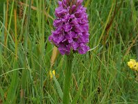 Dactylorhiza praetermissa 14, Gevlekte rietorchis, Saxifraga-Willem van Kruijsbergen