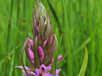 Dactylorhiza praetermissa 15, Gevlekte rietorchis, Saxifraga-Hans Dekker