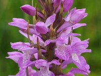 Dactylorhiza praetermissa 153, Rietorchis, Saxifraga-Hans Dekker