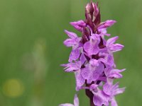 Dactylorhiza praetermissa 155, Rietorchis, Saxifraga-Hans Dekker