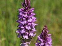 Dactylorhiza praetermissa 156, Rietorchis, Saxifraga-Hans Dekker