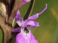 Dactylorhiza praetermissa 157, Rietorchis, Saxifraga-Hans Dekker