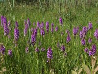 Dactylorhiza praetermissa 158, Rietorchis, Saxifraga-Hans Dekker