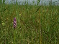 Dactylorhiza praetermissa 16, Gevlekte rietorchis, Saxifraga-Willem van Kruijsbergen