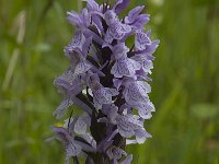 Dactylorhiza praetermissa 161, Rietorchis, Saxifraga-Willem van Kruijsbergen