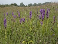 Dactylorhiza praetermissa 166, Rietorchis, Saxifraga-Willem van Kruijsbergen