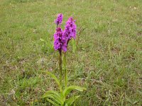 Dactylorhiza praetermissa 17, Gevlekte rietorchis, Saxifraga-Peter Meininger