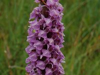 Dactylorhiza praetermissa 18, Gevlekte rietorchis, Saxifraga-Willem van Kruijsbergen