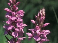 Dactylorhiza praetermissa 21, Gevlekte Rietorchis, Saxifraga-Hans Dekker