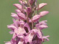 Dactylorhiza praetermissa 22, Gevlekte rietorchis, Saxifraga-Hans Dekker