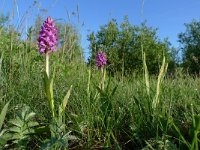 Dactylorhiza praetermissa 38, Rietorchis, Saxkifraga-Mark Zekhuis