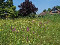 Dactylorhiza praetermissa 4, Gevlekte rietorchis, Saxifraga-Hans Dekker