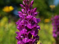 Dactylorhiza praetermissa 5, Gevlekte rietorchis, Saxifraga-Hans Dekker