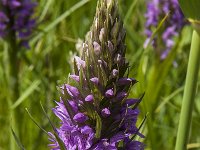 Dactylorhiza praetermissa 62, Rietorchis, Saxifraga-Jan van der Straaten