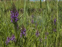 Dactylorhiza praetermissa 67, Rietorchis, Saxifraga-Jan van der Straaten