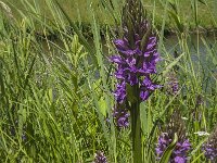 Dactylorhiza praetermissa 68, Rietorchis, Saxifraga-Jan van der Straaten