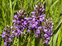 Dactylorhiza praetermissa 70, Rietorchis, Saxifraga-Jan van der Straaten