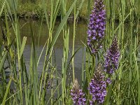 Dactylorhiza praetermissa 73, Rietorchis, Saxifraga-Jan van der Straaten