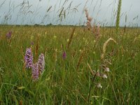 Dactylorhiza praetermissa 8, Gevlekte rietorchis, Saxifraga-Willem van Kruijsbergen