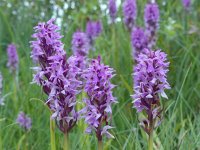 Dactylorhiza praetermissa 80, Rietorchis, Saxifraga-Mark Zekhuis