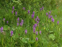 Dactylorhiza praetermissa 82, Rietorchis, Saxifraga-Mark Zekhuis