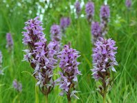 Dactylorhiza praetermissa 83, Rietorchis, Saxifraga-Mark Zekhuis