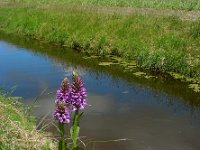 Dactylorhiza praetermissa ssp junialis 136, Gevlekte rietorchis, Saxifraga-Ed Stikvoort