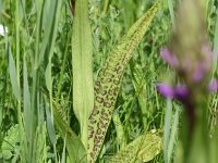 Dactylorhiza praetermissa ssp junialis 168, Gevlekte rietorchis, Saxifraga-Sonja Bouwman  554. Gevlekte rietorchis - Dactylorhiza praetermissa ssp. junialis - Orchidaceae familie (i)