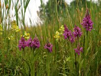 Dactylorhiza praetermissa ssp junialis 31, Gevlekte rietorchis, Saxifraga-Hans Dekker