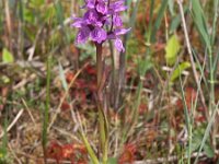 Dactylorhiza praetermissa ssp junialis 42, Gevlekte rietorchis, Saxifraga-Hans Dekker