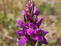 Dactylorhiza praetermissa ssp junialis 43, Gevlekte rietorchis, Saxifraga-Hans Dekker